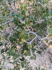 Quercus cornelius-mulleri