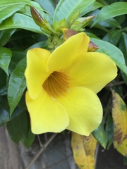Allamanda schottii