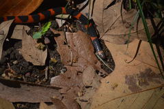 Geophis semidoliatus