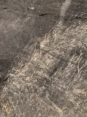 Hydrochoerus hydrochaeris