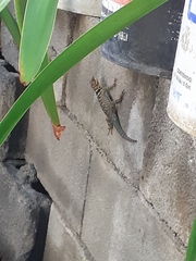 Sceloporus cyanogenys