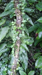 Peperomia rotundifolia