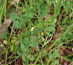Medicago truncatula