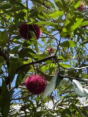 Syzygium wilsonii