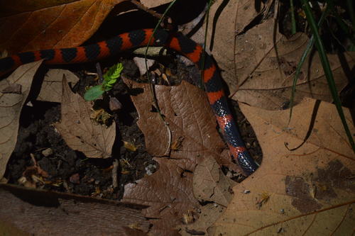 Photo of a Coral Earth Snake (Geophis semidoliatus)