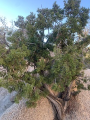 Juniperus californica