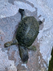 Kinosternon sonoriense