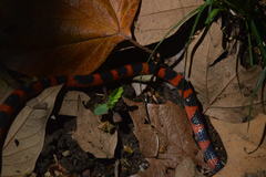 Geophis semidoliatus