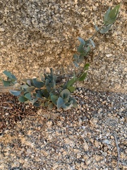 Simmondsia chinensis