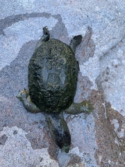 Kinosternon sonoriense