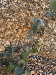 Simmondsia chinensis