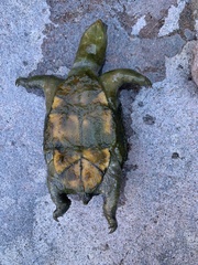 Kinosternon sonoriense