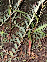 Phyllanthus evanescens