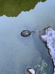 Kinosternon sonoriense