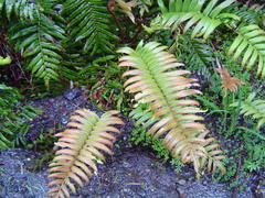 Blechnum cordatum
