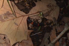 Geophis semidoliatus