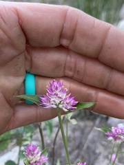 Gomphrena sonorae