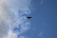 Amazona autumnalis