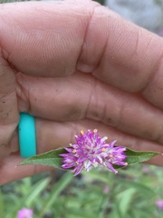 Gomphrena sonorae
