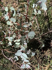 Eucalyptus pauciflora