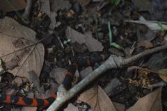 Geophis semidoliatus