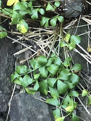 Ligusticum scothicum
