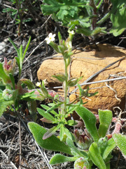 Polycarena silenoides