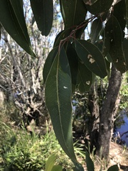 Eucalyptus