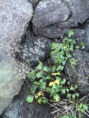 Ligusticum scothicum