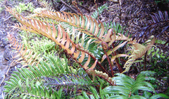 Blechnum cordatum