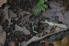 Geophis semidoliatus