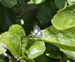 Eirmocides absimilis