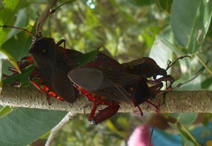 Pachylis pharaonis