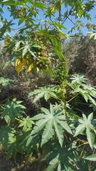 Ricinus