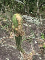 Coleocephalocereus fluminensis