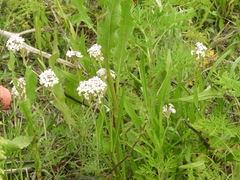 Junellia hookeriana