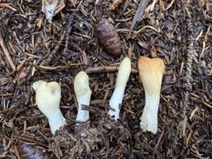 Trichoderma leucopus