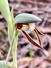 Lyperanthus serratus