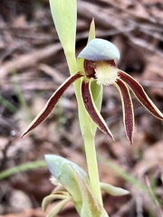 Lyperanthus serratus