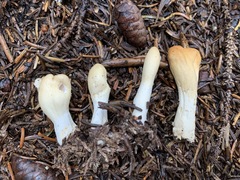 Trichoderma leucopus