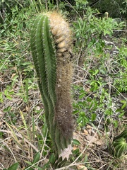 Coleocephalocereus fluminensis