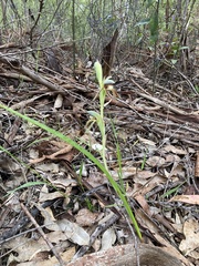 Lyperanthus serratus