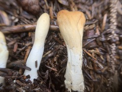 Trichoderma leucopus