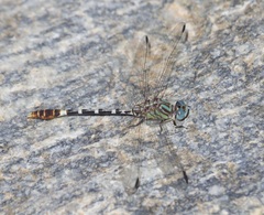 Erpetogomphus lampropeltis