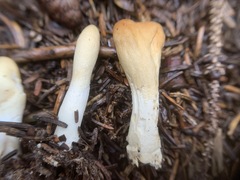 Trichoderma leucopus