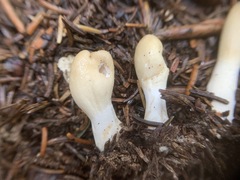 Trichoderma leucopus