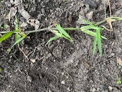 Stenotaphrum secundatum