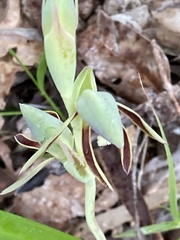 Lyperanthus serratus