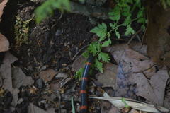 Geophis semidoliatus