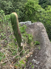 Coleocephalocereus fluminensis